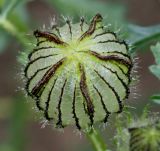 Hibiscus trionum