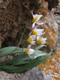 Tulipa biflora