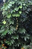 Aphanamixis polystachya. Ветви дерева с плодами. Андаманские острова, остров Хейвлок, опушка влажного тропического леса. 01.01.2015.