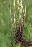 Hordeum secalinum