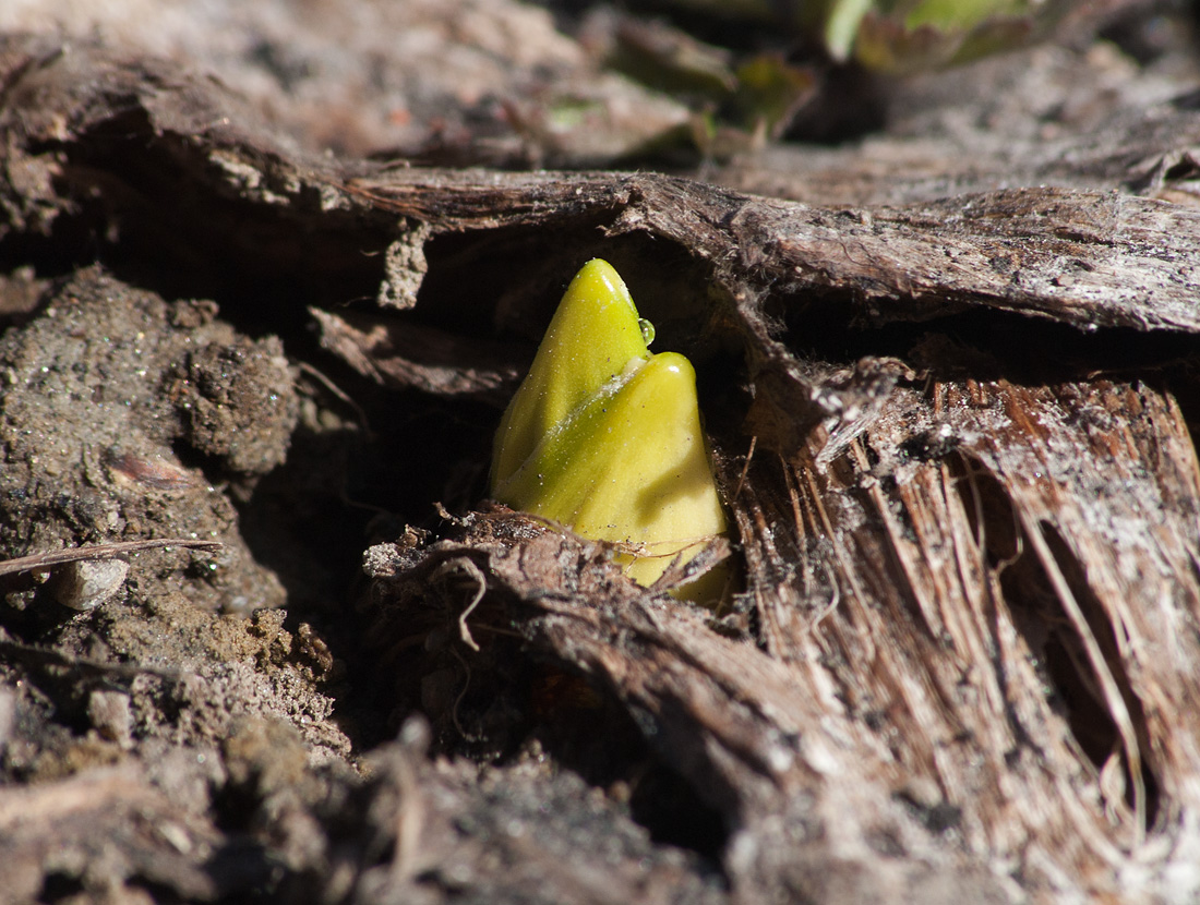 Изображение особи Veratrum lobelianum.