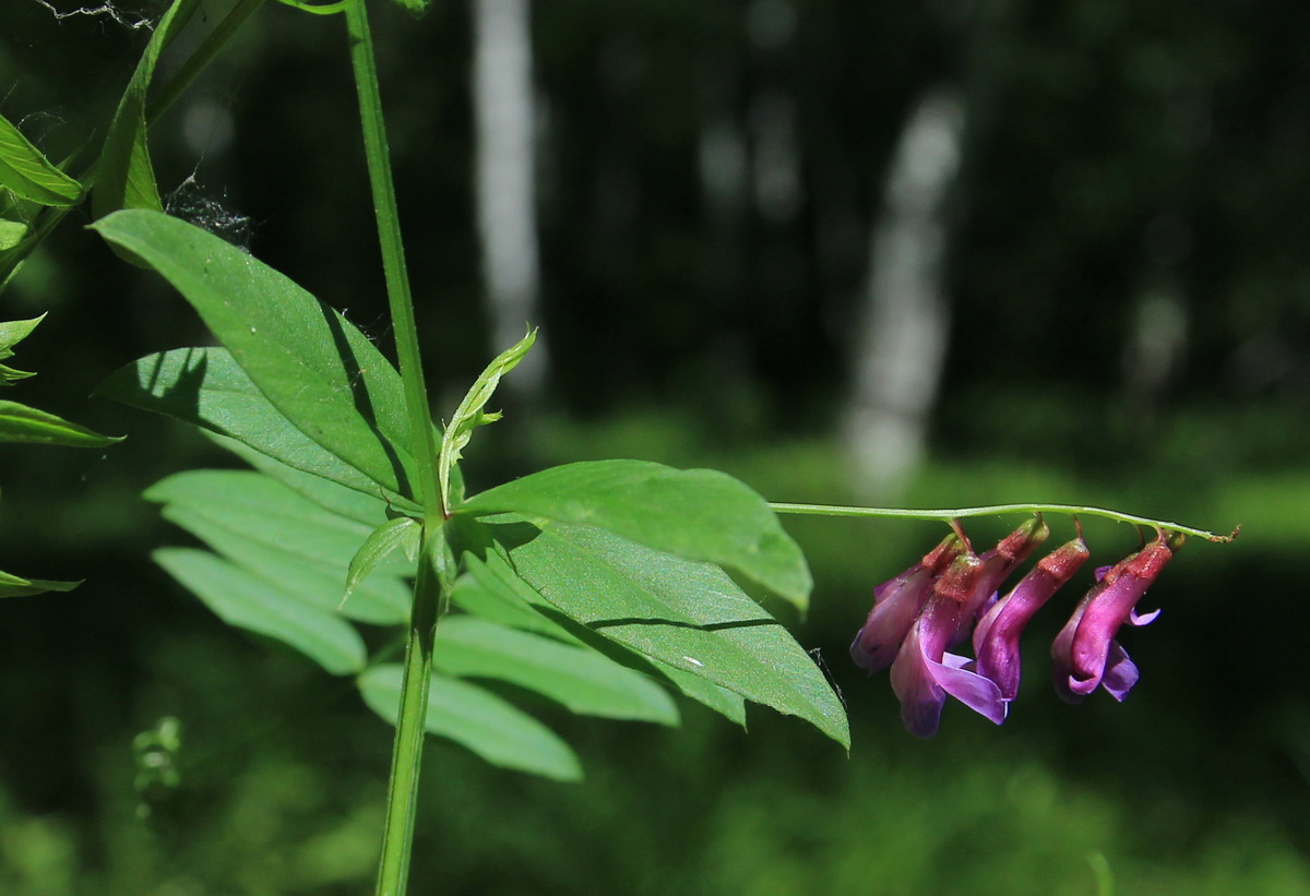 Image of Vicia amoena specimen.