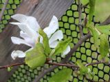 Magnolia stellata