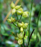 Scheuchzeria palustris. Соплодие. Украина, Волынская обл., Ковельский р-н, заказник \"Любче\". 19 июля 2007 г.