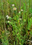 Erigeron acris