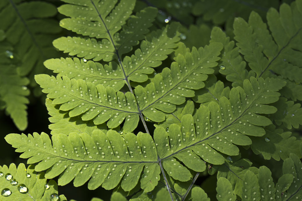 Изображение особи Gymnocarpium dryopteris.