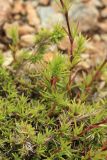 Minuartia laricina