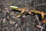 Nepenthes gracilis