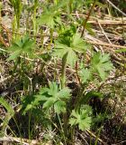 Delphinium dictyocarpum