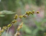 Carex elongata