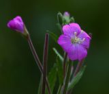 Epilobium hirsutum