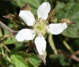 Rubus caesius