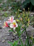 род Alstroemeria