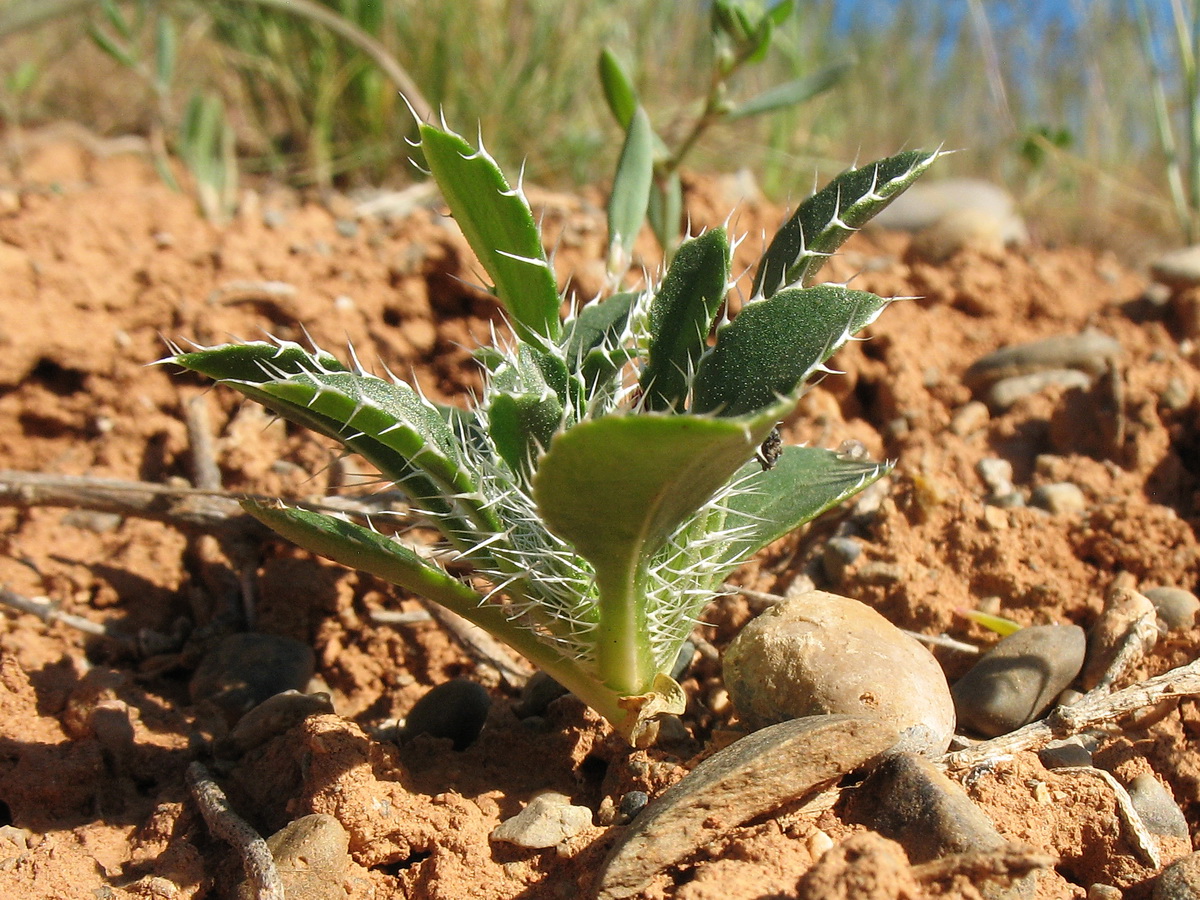 Изображение особи Schischkinia albispina.