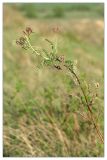 Astragalus cornutus. Верхушка растения с соцветиями. Республика Татарстан, Бугульминский р-н, склон долины р. Бобровка. 12.05.2010.