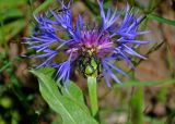 Centaurea nigrofimbria. Соцветие и верхушки листьев. Абхазия, Рицинский реликтовый национальный парк, долина р. Аджарра, ≈ 2000 м н.у.м., субальпийский луг. 12.07.2017.