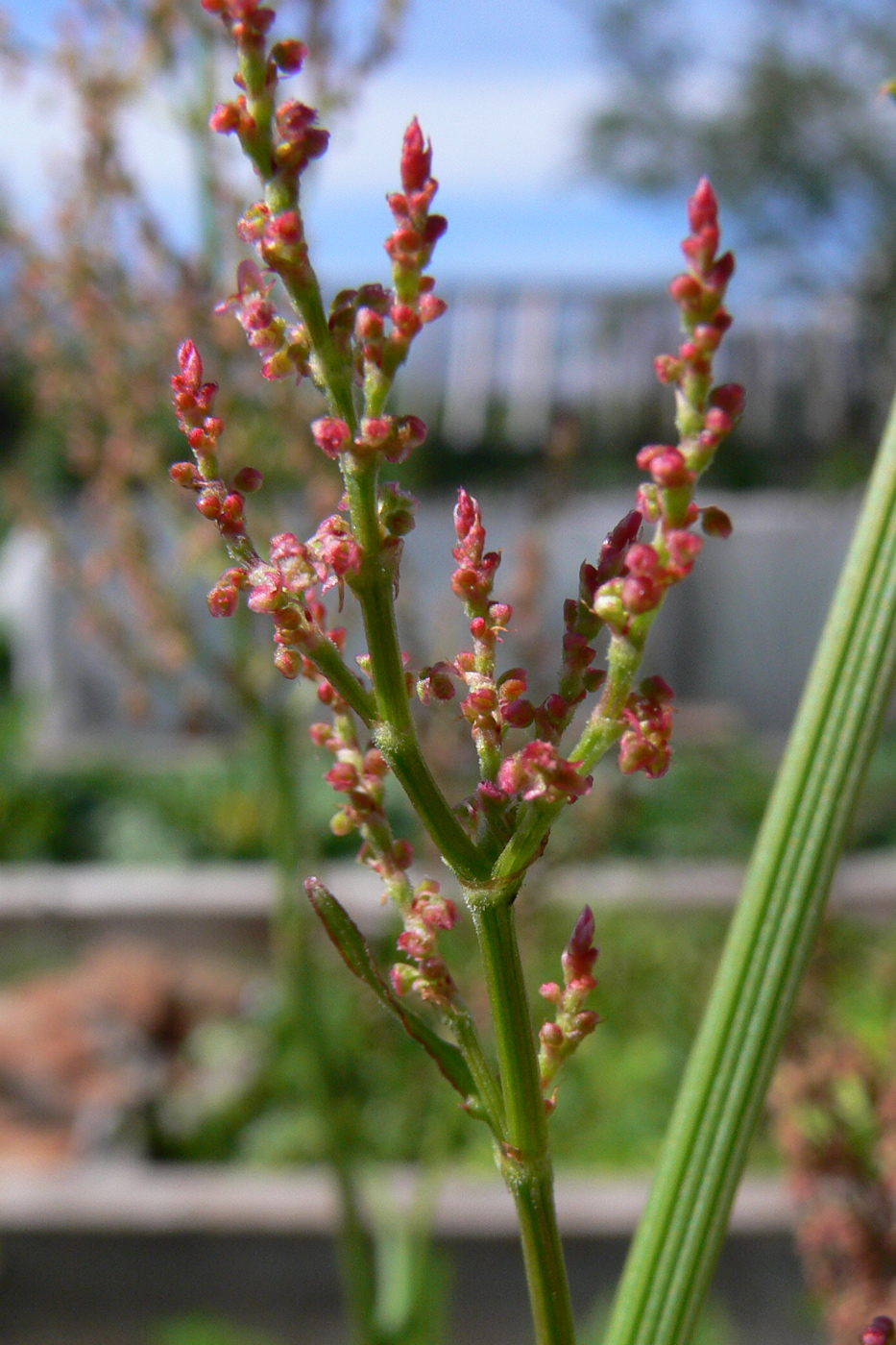 Изображение особи Rumex acetosa.