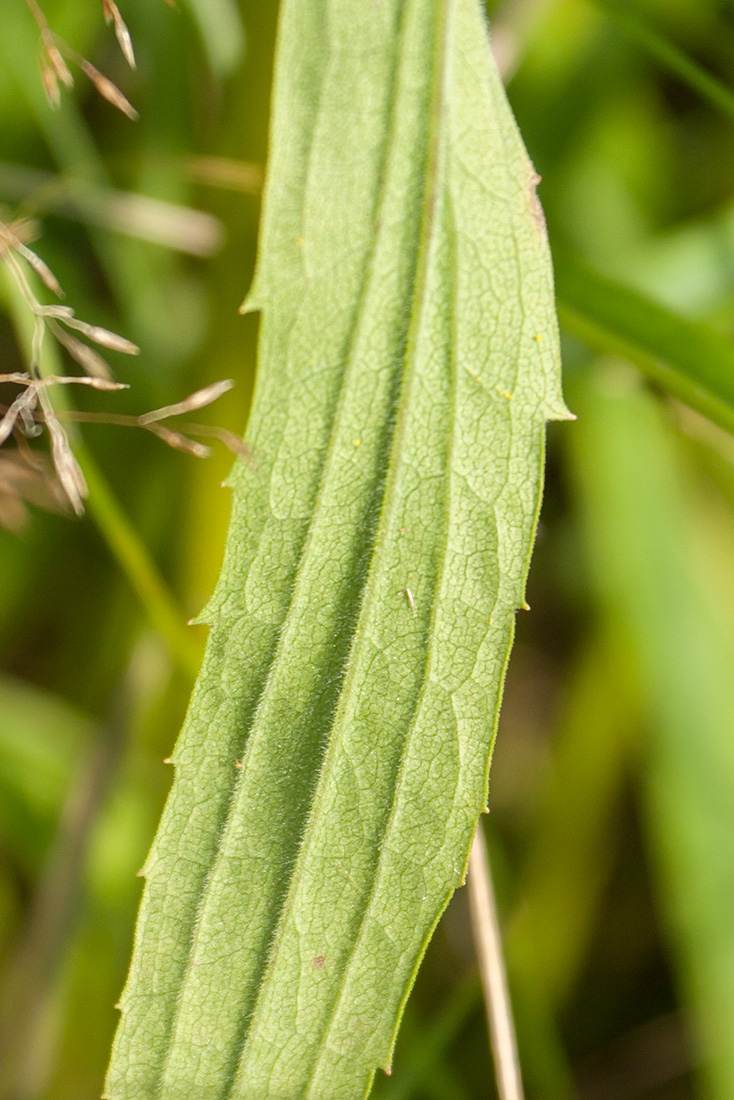 Изображение особи Solidago canadensis.