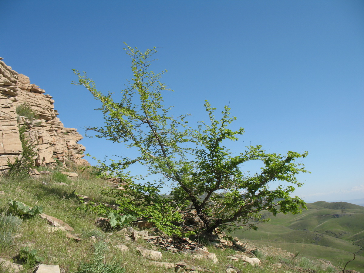 Изображение особи Ulmus pumila.