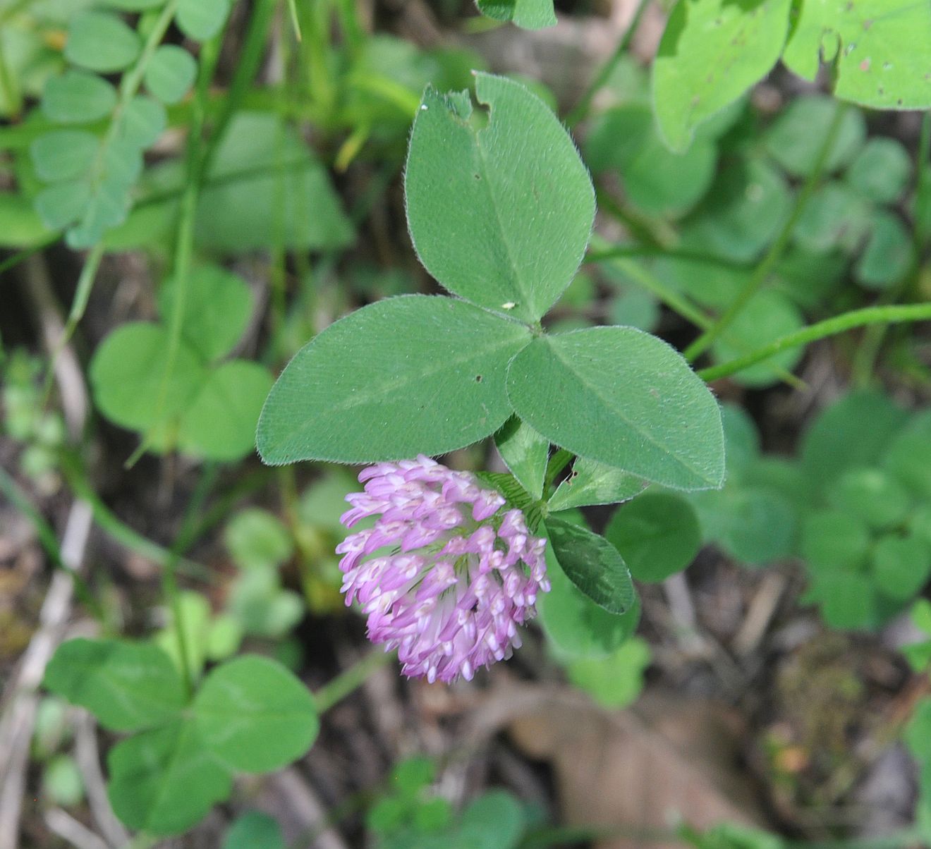 Изображение особи Trifolium pratense.