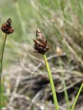 Carex oreophila. Верхушка побега с колоском; некоторые мешочки поражённые. Кабардино-Балкария, Эльбрусский р-н, долина р. Ирикчат, ок. 3200 м н.у.м., альпийский луг. 06.08.2018.