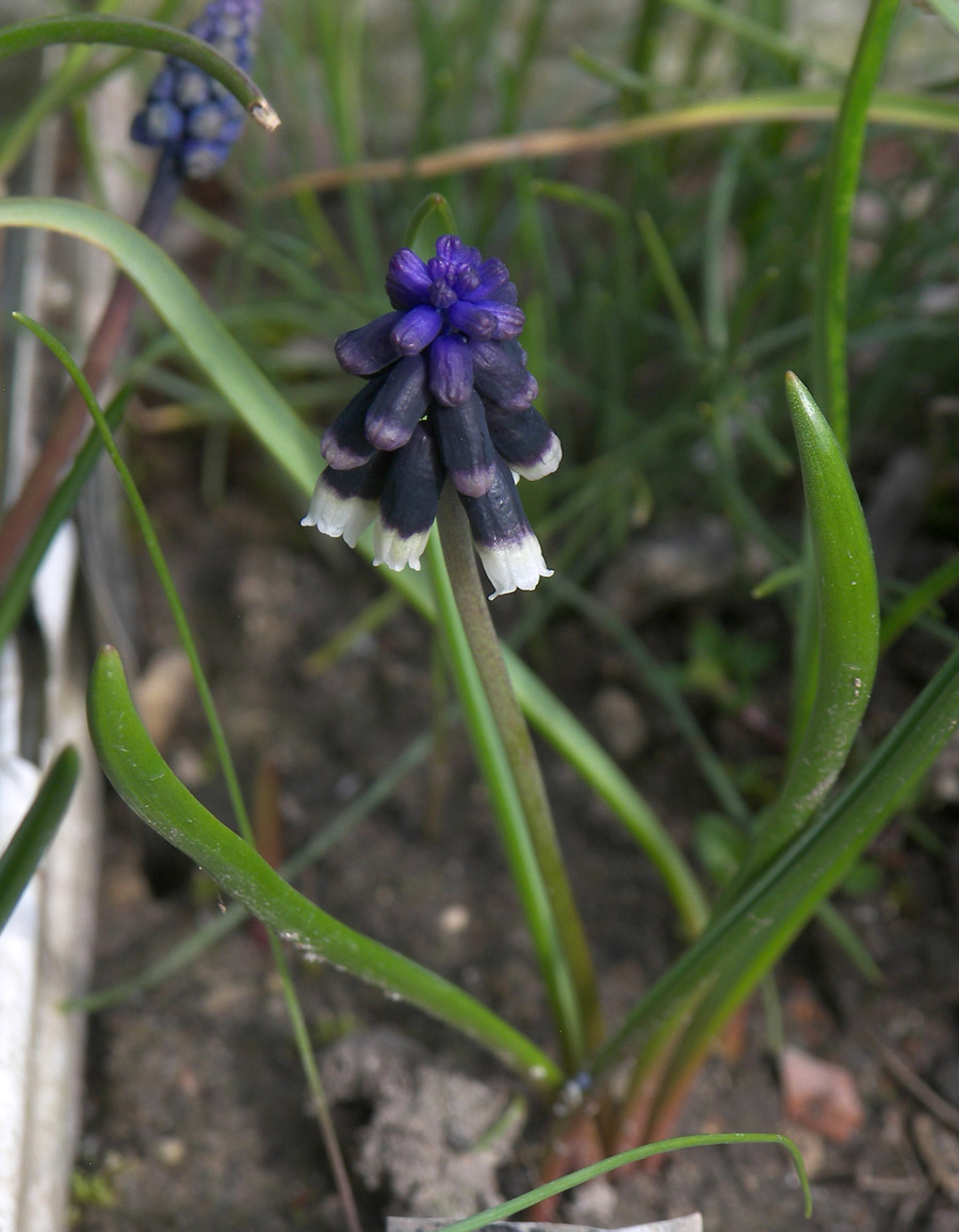 Изображение особи Muscari discolor.