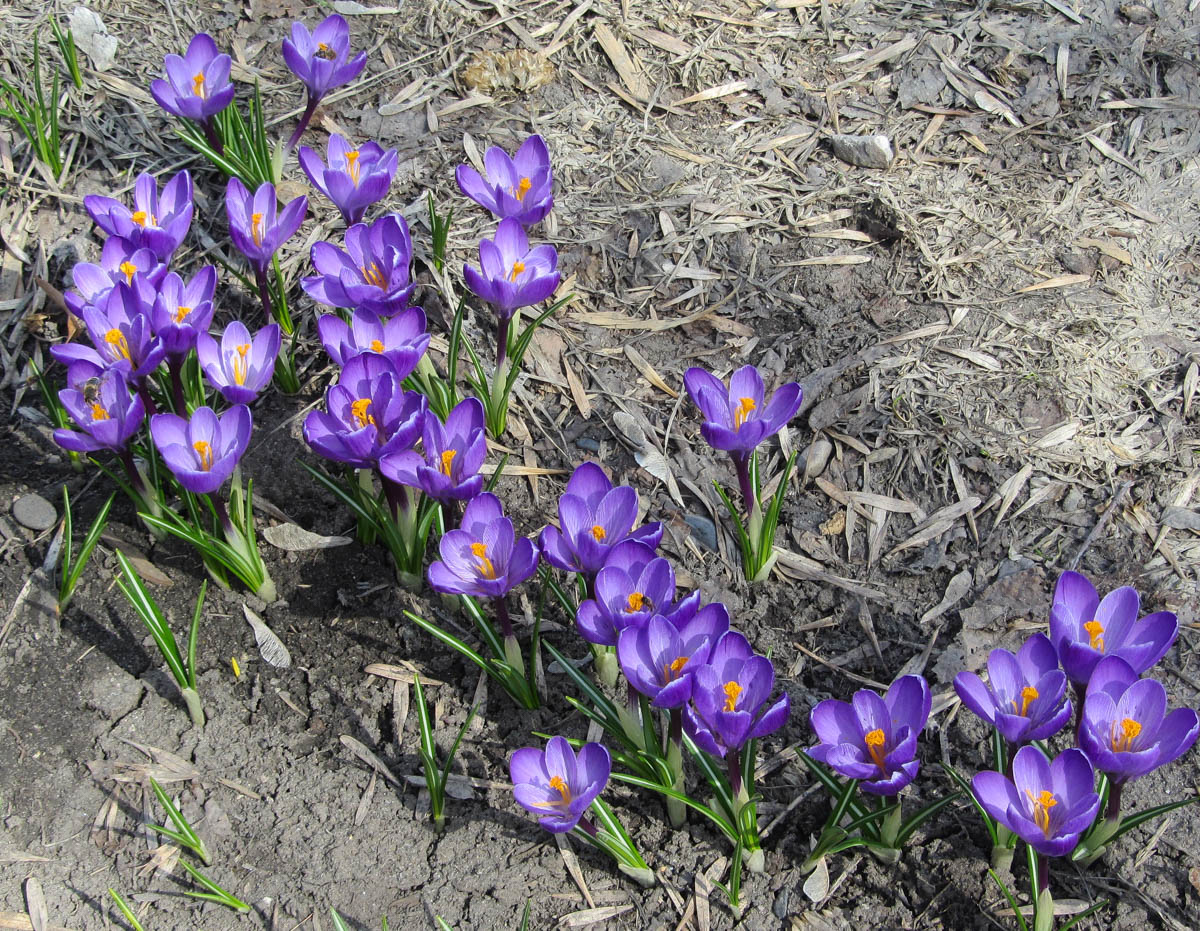 Изображение особи Crocus vernus.