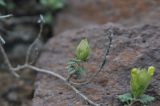 Scutellaria orientalis. Побег с развивающимся соцветием. Турция, ил Артвин, окр. крепости Теккале, конгломератный склон. 22.04.2019.