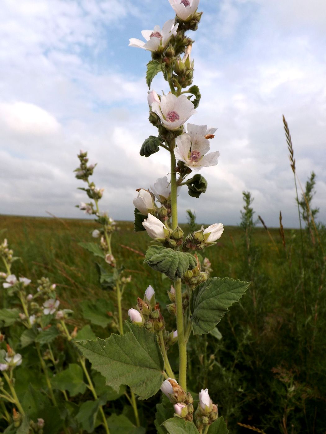 Изображение особи Althaea officinalis.