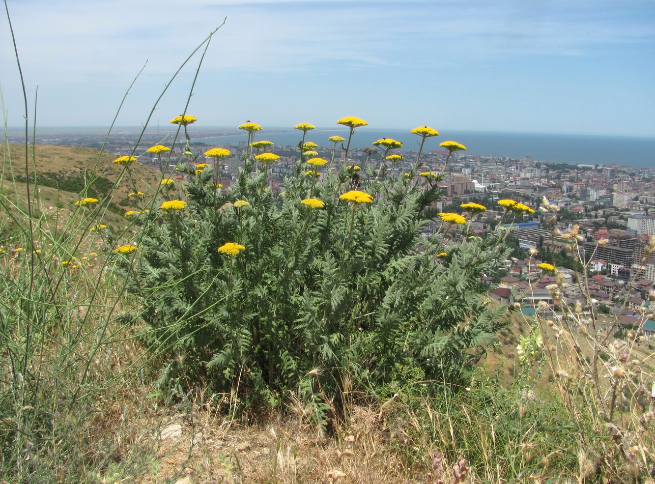 Image of Achillea filipendulina specimen.