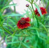 Coreopsis tinctoria. Соцветие. Пермский край, г. Пермь, Кировский р-н, цветник у жилого дома. 03.08.2019.