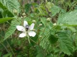 Rubus caesius. Верхушка побега с бутонами и цветком с кормящимся жуком-бронзовкой. Кыргызстан, Чуйская обл., окр. г. Бишкек, восточнее с. Орто-Сай, предгорье, лог между холмами. 25.05.2019.