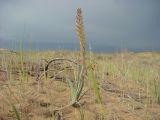 Eremurus inderiensis