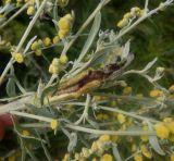 Artemisia absinthium