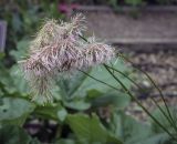 Sanguisorba alpina