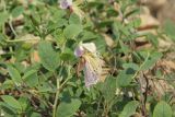 Capparis herbacea