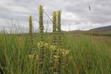 род Pedicularis. Верхушки отцветающих и плодоносящих побегов. Республика Алтай, Кош-Агачский р-н, плоскогорье Укок, окр. р. Музды-Булак, степь на старой морене. 4 августа 2020 г.