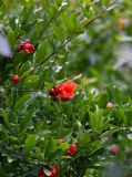 Punica granatum. Верхушка ветви с цветком и бутонами. Армения, обл. Лори, г. Алаверди, в культуре. 24.06.2022.