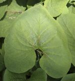 Brunnera sibirica