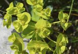 Euphorbia nicaeensis. Соцветие. Испания, автономное сообщество Каталония, провинция Жирона, комарка Альт-Эмпорда, муниципалитет Альбанья, окр. комплекса Santuari de la Mare de Déu del Mont, 1124 м н.у.м., разнотравье в расщелинах известняковых скал. 02.06.2020.