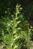 Oenothera biennis