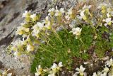 Draba supranivalis. Цветущее растение (f. leiophylla Lipsky). Карачаево-Черкесия, Карачаевский р-н, Большой Кавказ, осыпной южный склон г. Чатбаши в р-не перевала Доломиты Северный, ≈ 3520 м н.у.м., среди камней. 24.07.2023.