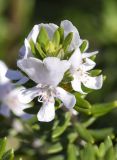 Westringia fruticosa. Верхушка побега с цветками. Испания, автономное сообщество Каталония, провинция Жирона, комарка Баш Эмпорда, муниципалитет Калонже, г. Сант-Антони-де-Калонже, уличное озеленение. 14.03.2024.