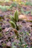 Oxytropis ivdelensis. Соплодие. Бобы поедаются птицами или бурундуками. Свердловская обл., окр. г. Североуральск, правый берег канал Дублёр в р-не известнякового карьера. 09.07.2011.