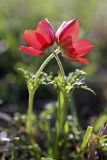 Anemone bucharica