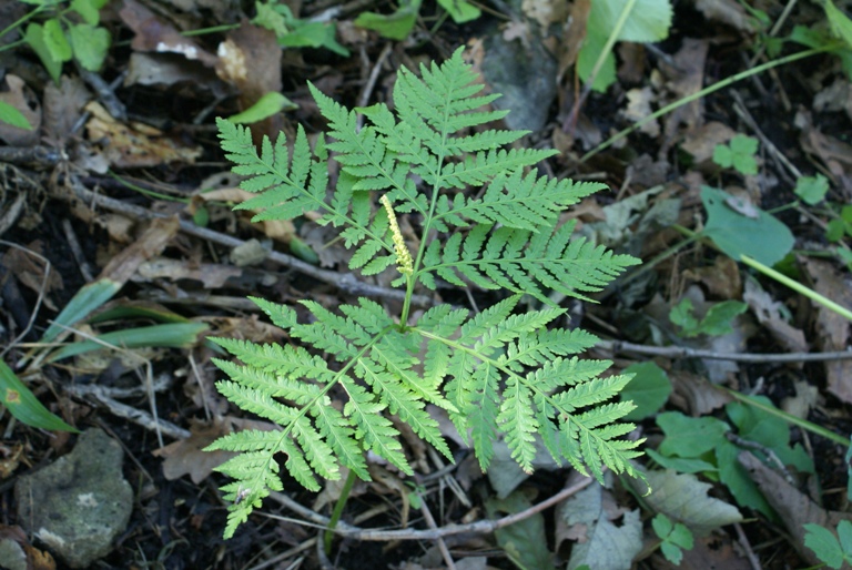 Изображение особи Botrychium strictum.