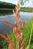 Calamagrostis epigeios. Верхняя часть соплодия. Тверская обл., Весьегонский р-н, окр. дер. Беняково, берег залива Рыбинского вдхр. по р. Сёбла. 24.07.2011.