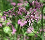 Coccyganthe flos-cuculi. Часть соцветия. Ленинградская обл., Лужский р-н, окр. дер. Кемка, сырой луг у обочины дороги. Июнь.