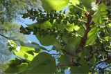 Populus balsamifera