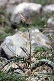 Tulipa bifloriformis